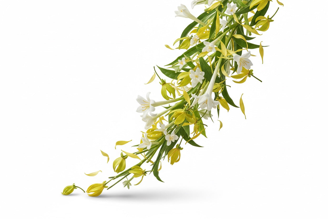 STEM OF GINGER LILY AND YLANG YLANG ON WHITE BACKGROUND FLORES FRAGRANCE