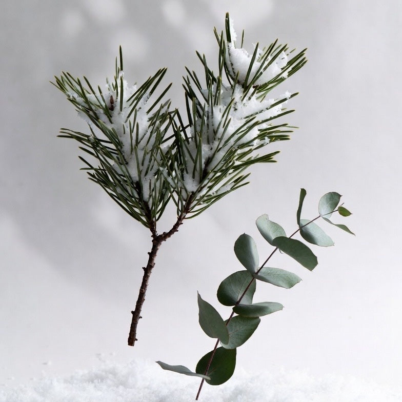 A sprig of fir tree and eucalyptus to highlight the notes of a Christmas Tree candle 